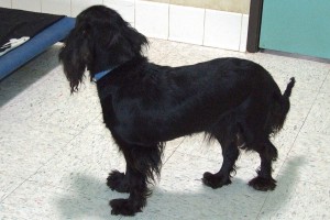 Picture of Lady