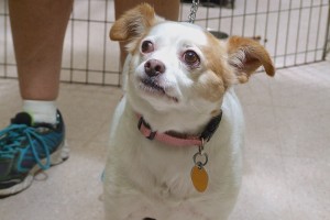 Picture of Lucy