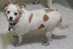 Picture of Lucy