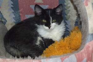 Picture of Marble