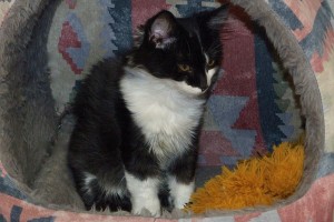 Picture of Marble