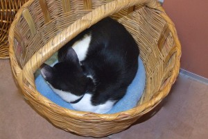Picture of Max