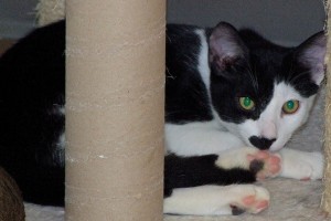 Picture of Max