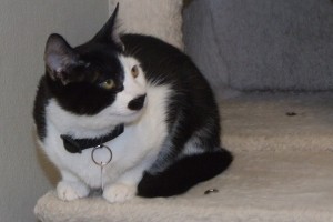 Picture of Max