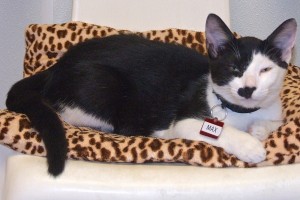 Picture of Max