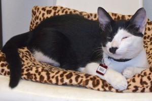 Picture of Max