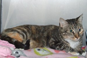 Picture of Miss Priss