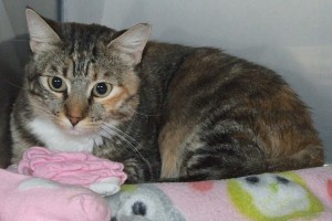 Picture of Miss Priss