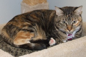 Picture of Miss Priss
