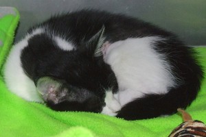 Picture of Molly