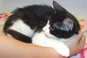 Picture of Molly