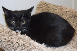 Picture of Mopsy