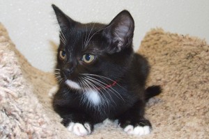 Picture of Mopsy