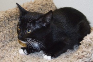 Picture of Mopsy