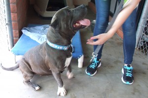 Picture of Nala