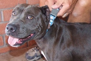 Picture of Nala