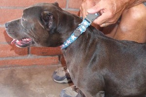 Picture of Nala