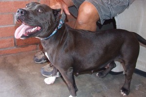 Picture of Nala