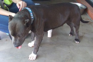 Picture of Nala