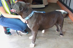Picture of Nala