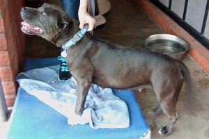 Picture of Nala