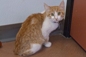 Picture of Pax