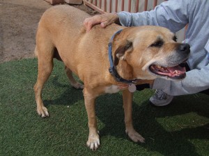 Picture of Roxy