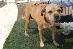 Picture of Roxy