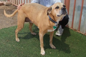 Picture of Roxy
