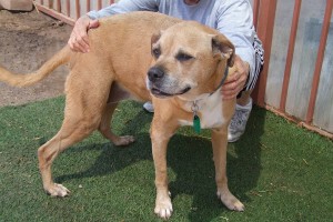 Picture of Roxy