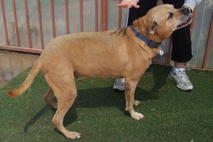 Picture of Roxy