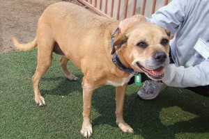 Picture of Roxy