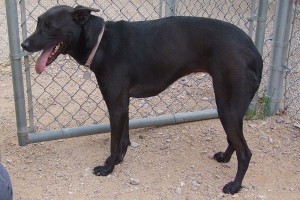 Picture of Sammie
