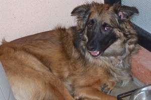 Picture of Sharang