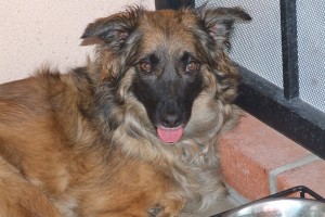 Picture of Sharang