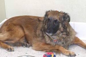 Picture of Sharang