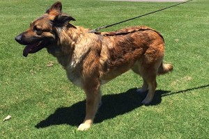 Picture of Sheba