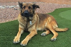 Picture of Sheba