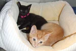 Picture of Sheba
