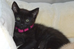 Picture of Sheba