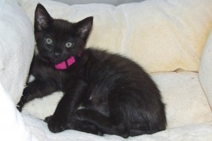 Picture of Sheba