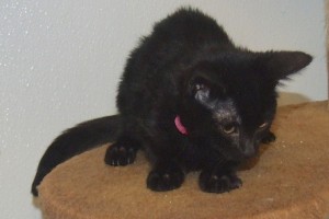 Picture of Sheba