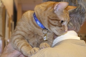 Picture of Simba