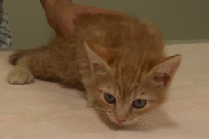 Picture of Stella