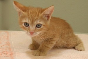 Picture of Stella