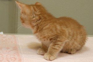 Picture of Stella