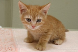 Picture of Stella