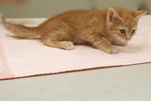 Picture of Stella