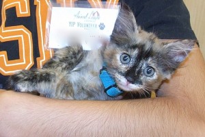 Picture of Tammy Cat