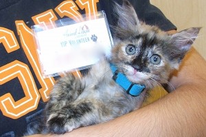 Picture of Tammy Cat